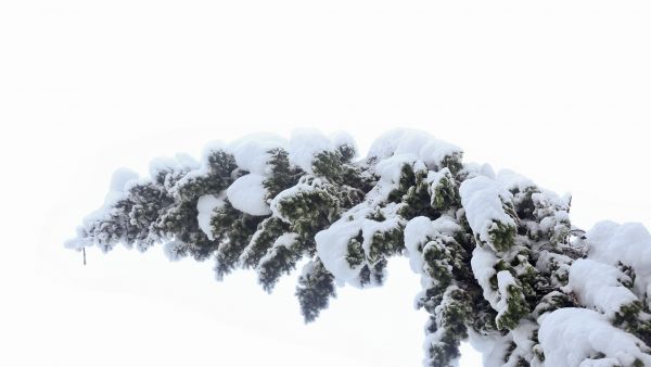 Puiden latvat murtuvat herkästi, kun lumikuormaa karttuu puuhun toispuoleisesti. (Kuvaaja: Sami Karppinen)