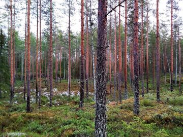 Pohjois-Pohjanmaan metsäkuvalle tyypillisiä elementtejä ovat männiköt ja turvekankaat. Kuva: Hannu Liljeroos