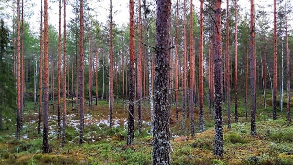 Pohjois-Pohjanmaan metsäkuvalle tyypillisiä elementtejä ovat männiköt ja turvekankaat. Kuva: Hannu Liljeroos