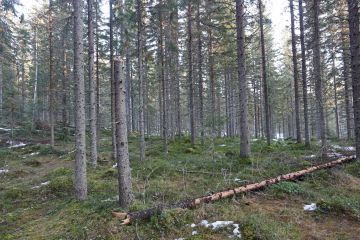 Lunta oli niukalti ja lämpötila muutaman asteen plussalla savolaisessa metsässä tammikuun lopulla. (Kuvaaja: Sami Karppinen)