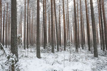 Viime vuonna uutisoitiin näyttävästi, kuinka Suomen metsien hiilinielu notkahti vuonna 2018. Vuodet eivät tässäkään suhteessa ole veljeksiä, ja viime vuonna nielu kääntyi taas selvään kasvuun. (Kuvaaja: Sami Karppinen)