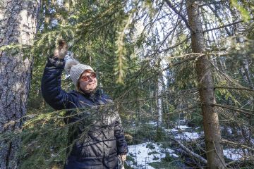 Rea Vesteri hoitaa Karstulassa sijaitsevia metsiään yhdessä miehensä kanssa. (Kuvaaja: Sami Karppinen)