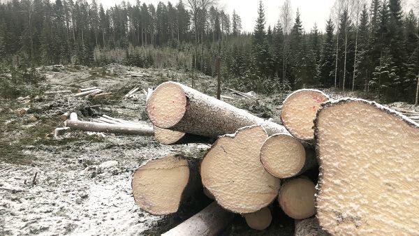 Kuusitukkileimikon hyvän tien varresta voi nyt saada Etelä- ja Keski-Suomessa kaupaksi kelpo hintaan ja nopeaan korjuuseen. Nämä järeät kuuset korjattiin Ruokolahdelta. Myös hakkuutähteiden hinnassa voi olla neuvotteluvaraa. (Kuvaaja: Heta Välimäki)