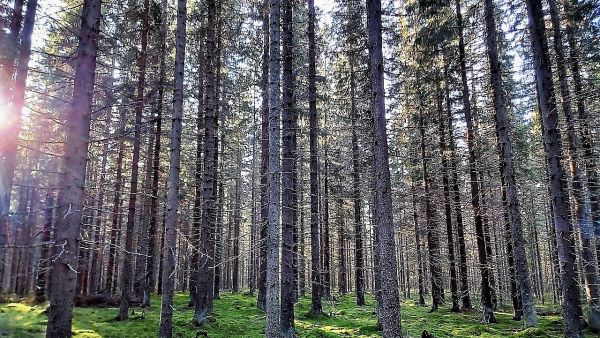 Päijät-Hämeessa on myynnissä tila, jossa on useita runsaspuustoisia kuvioia. Kuvan kohteella puuta on noin 350 m3/ha ja kuusten keskipituus noin 26 metriä. Kuva: Hannu Liljeroos
