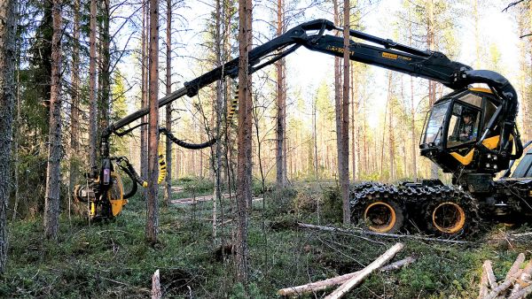 Kesä- ja kelirikkoharvennuksilla on kysyntää. Metsä Aalto Oy:n kuljettaja Henri Siurua korjasi viime viikolla kakkosharvennusta Pohjois-Iin Kivimaalla. (Kuvaaja: Mikko Häyrynen)