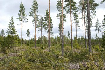 Männyn luontainen uudistaminen