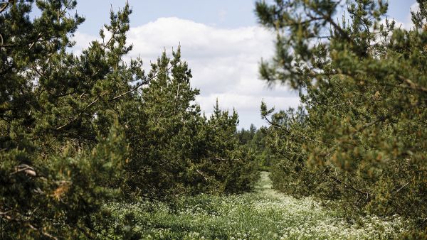 Siemen Forelia Oy:n siemenviljelyksillä Orimattilassa kasvaa riveissä yhteensä yli 4 600 männyn vartetta liki 22 hehtaarin alalla. (Kuvaaja: Seppo Samuli)