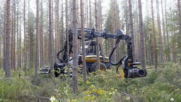 Alkujaan talvileimikoiksi tarkoitettuja kohteita päädytään yhä useammin hakkaamaan kesäaikaan, syynä entistä märemmät talvet ja kuivemmat kesät. (Kuvaaja: Sami Karppinen)