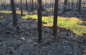 Nyt suojellulle alueelle heinäkuun metsäpalo oli jo toinen lähihistorian aikana. Metsä on saanut alkunsa kylvämällä vuoden 1969 metsäpalon jälkeen. Kuva: Pohjois-Pohjanmaan ELY-keskus.