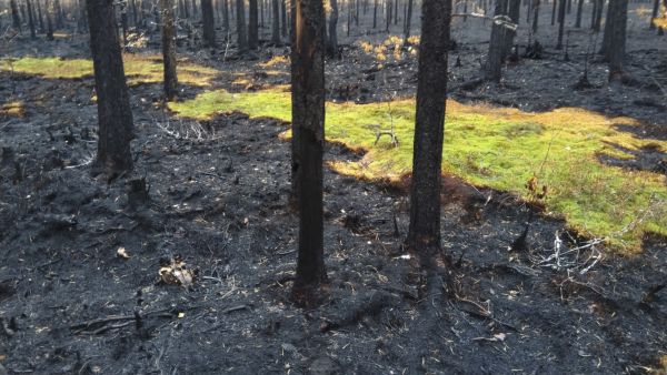 Nyt suojellulle alueelle heinäkuun metsäpalo oli jo toinen lähihistorian aikana. Metsä on saanut alkunsa kylvämällä vuoden 1969 metsäpalon jälkeen. Kuva: Pohjois-Pohjanmaan ELY-keskus.