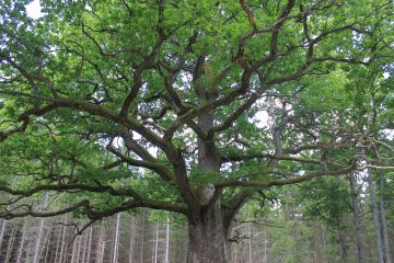 Paavolan tammea on kuvailtu Suomen kauneimmaksi puuksi. (Kuva: Aino Ässämäki)
