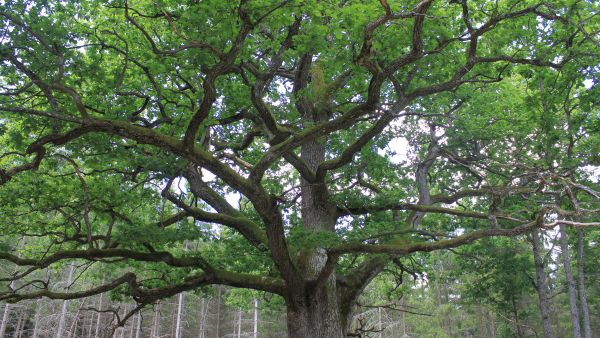 Paavolan tammea on kuvailtu Suomen kauneimmaksi puuksi. (Kuva: Aino Ässämäki)