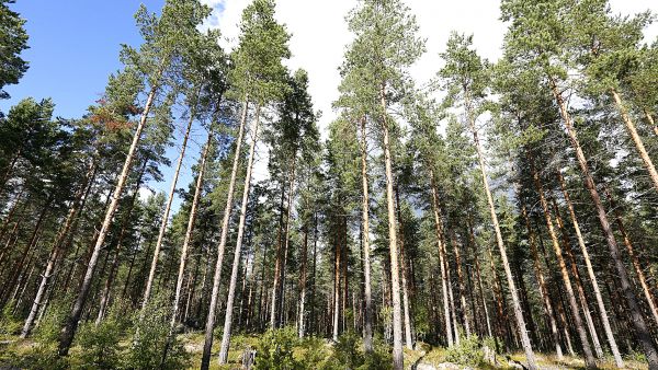 Antti Järvinen on iloinen siitä, että edellinen sukupolvi oli tehnyt tilalla metsänhoitotoimet ajallaan. Varttunut männikkö kasvaa kuivahkolla kankaalla poikkeuksellisen vehreänä harvennusten ja kolme vuotta sitten tehdyn kasvatuslannoituksen ansiosta. (Kuvaaja: Sami Karppinen)