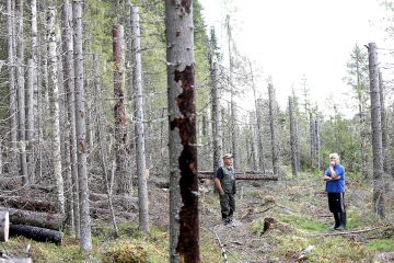 Metsänomistajat Markku Leppänen (oik.) ja Jaakko Leppänen haluaisivat, että Metsähallituksen suojelualueelta voimalinjan tieltä viime talvena kaadetut puut olisi korjattu pois hyönteistuhoriskin vuoksi. Metsäkeskuksen mukaan suojelualueelta kaadetut puut eivät kuulu metsätuholain piiriin, jos niitä ei ole katkottu  puutavaraksi. (Kuvaaja: Sami Karppinen)
