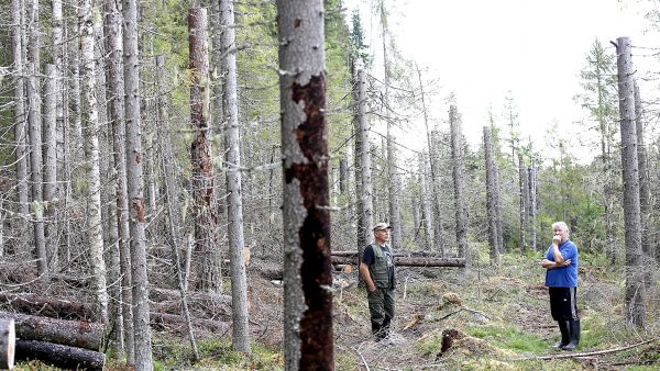 Metsänomistajat Markku Leppänen (oik.) ja Jaakko Leppänen haluaisivat, että Metsähallituksen suojelualueelta voimalinjan tieltä viime talvena kaadetut puut olisi korjattu pois hyönteistuhoriskin vuoksi. Metsäkeskuksen mukaan suojelualueelta kaadetut puut eivät kuulu metsätuholain piiriin, jos niitä ei ole katkottu  puutavaraksi. (Kuvaaja: Sami Karppinen)
