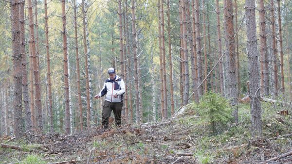 Metsä-Multia Oy:n asiakkuuspäällikkö Pasi Niemelä mittaa ajouran leveyttä elokuussa hakatulla harvennusleimikolla. Niemelän mukaan jokaiselta yrityksen koneketjulta tarkastetaan vuosittain useita kohteita asiakkaan vaatimusten mukaan.   (Kuvaaja: Sami Karppinen)