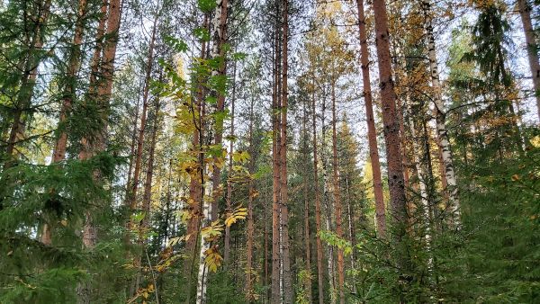 Etelä-Suomessa kuten tällä Pirkamaan myyntikohteella on tänä vuonna kaunis ruska. Kuva: Hannu Liljeroos
