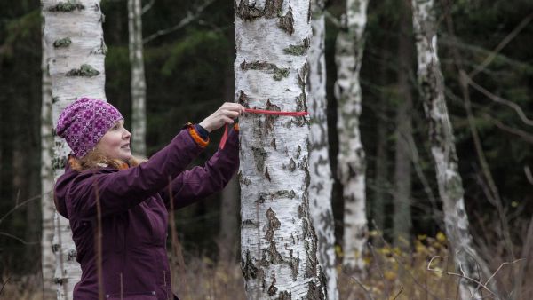 Wilawood Oy:n osakas Hanna Lampinen-VIlkkilä valitsi jalostukseen sopivaa visakoivua perheen metsätilalta Keski-Suomessa. (Kuvaaja: Mikko Riikilä)