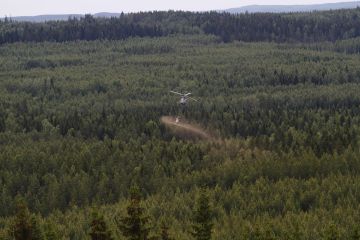 Kompensaatiokaupassa Havulatva lupaa metsänlannoittajalle 30 prosentin alennuksen, kunhan lannoitetut puut saavat kasvaa kahdeksan vuotta. (Kuvaaja: Sami Karppinen)