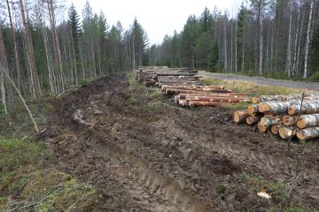 Maasto on monin paikoin pehmeää, mutta puuta yritetään korjata tien varteen mahdollisuuksien mukaan. Vaarana on tavanomaista suuremmat urapainaumat.  (Kuvaaja: Sami Karppinen)