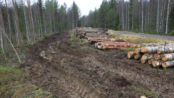 Maasto on monin paikoin pehmeää, mutta puuta yritetään korjata tien varteen mahdollisuuksien mukaan. Vaarana on tavanomaista suuremmat urapainaumat.  (Kuvaaja: Sami Karppinen)