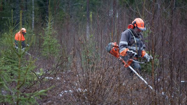 Metsäpalvelutyönantajat ry:n tavoitteena on, että kolmannes metsureista olisi yhdistyksen jäsenyritysten palkkalistoilla.
