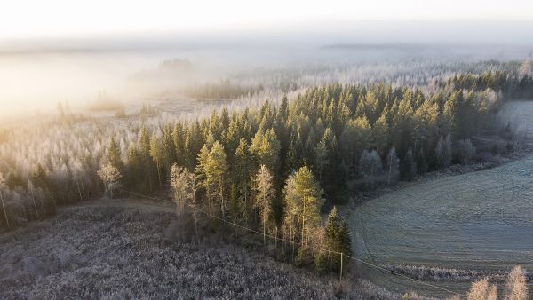 Pellon metsityksen ajankohdalla voi sukupolven-vaihdoksessa olla suuri rahallinen merkitys. (Kuvaaja: Sami Karppinen)