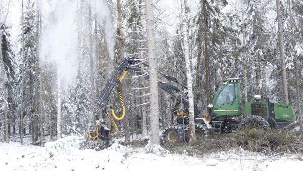 Kaksi kolmasosaa tukkisaannon erosta tulee puun tyven katkonnasta, arvioi MTK:n kenttäpäällikkö Pauli Rintala. (Kuvaaja: Sami Karppinen)