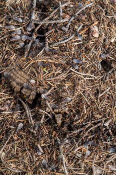 Parveilulennolle lähteviä muurahaisia kekonsa päällä. (Kuvaaja: Jorma Peiponen)