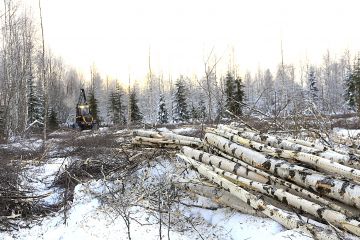 Hieskoivikko korjataan yleensä kuitupuuna, sillä tukiksi se kasvaa korkeintaan Etelä-Suomen rehevillä turvemailla. (Kuvaaja: Sami Karppinen)