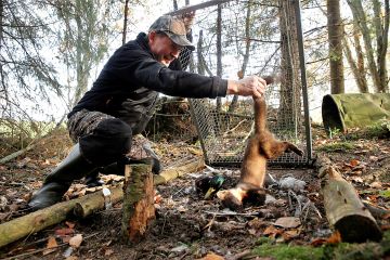 Rauno Mikkonen on tyypillinen näädänpyytäjä. Hän metsästää, vaikka ei saisikaan kovin usein saalista.  