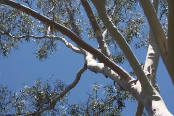 Sitruunaeukalyptusta on pyritty valjastamaan myös taisteluun koronavirusta vastaan. (Kuvaaja: HEIKKI NUORTEVA)