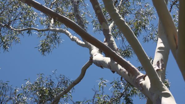 Sitruunaeukalyptusta on pyritty valjastamaan myös taisteluun koronavirusta vastaan. (Kuvaaja: HEIKKI NUORTEVA)