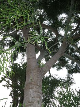 Käärmetyräkki voi kasvaa 15-metriseksi puuksi, mutta jää usein pienemmäksi.  