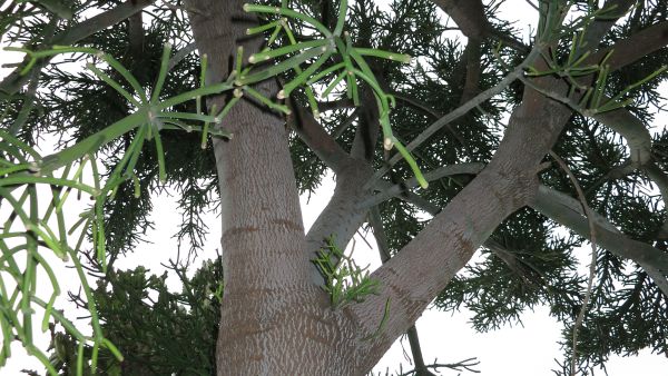 Käärmetyräkki voi kasvaa 15-metriseksi puuksi, mutta jää usein pienemmäksi.  