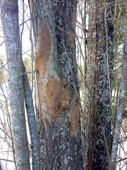 Puun pinnalla näkyvä kuhmukääpä on yleinen raidoilla ja mustuvapajuissa. (Kuvaaja: Valtteri Skyttä)