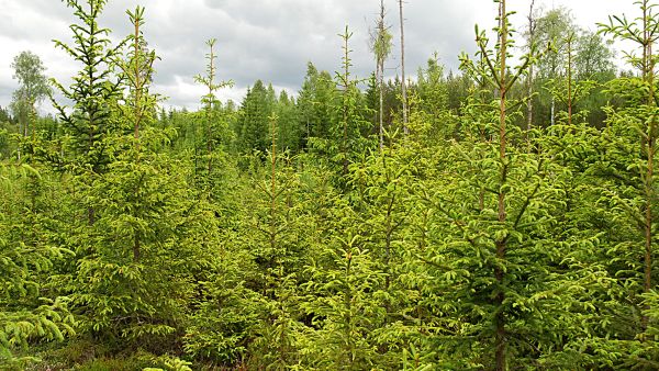 Hyvässä kasvuvaiheessa olevien puustojen tulevia hakkuutuloja diskontataan metsätilojen hintoihin. (Kuvaaja: Mikko Häyrynen)
