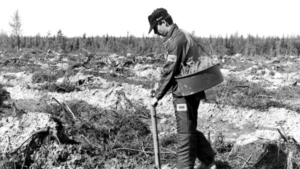 Veitsiluoto Oy:n metsätyönjohtaja Juha Mäcklin istuttaa männyntaimia yhtiön mailla Keminmaalla vuonna 1989. (Kuvaaja: METSÄTEOLLISUUS RY:N KOKOELMA, LUSTOMetsäteollisuus ry:n kokoelma, Lusto)