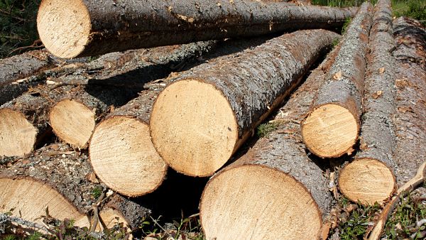 Hintatakuuta on usein mahdollista saada vielä toukokuussa solmitusta puukaupasta.  