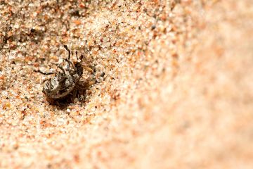 
  Kärsäkäs on sortunut muurahaisleijonan ansaann ja on jo tukevasti pedon otteessa, mutta pelastaako kova kuori koppiaisen? (Kuva: Jorma Peiponen)