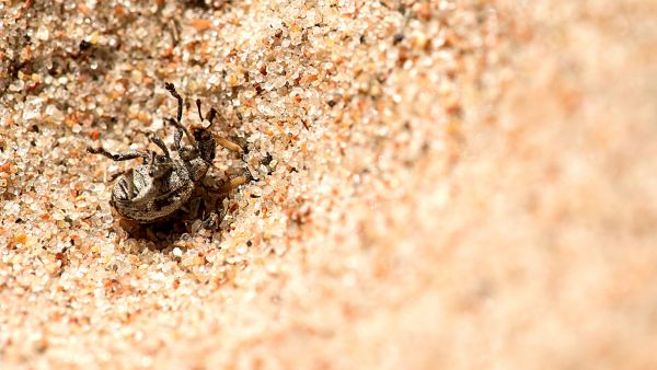 
  Kärsäkäs on sortunut muurahaisleijonan ansaann ja on jo tukevasti pedon otteessa, mutta pelastaako kova kuori koppiaisen? (Kuva: Jorma Peiponen)