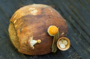 Yksi ainoa pähkinä on riittänyt lisääntymispaikaksi leipäkorisienelle. (Kuvaaja: Jorma Peiponen)