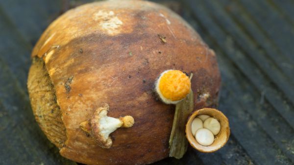 Yksi ainoa pähkinä on riittänyt lisääntymispaikaksi leipäkorisienelle. (Kuvaaja: Jorma Peiponen)