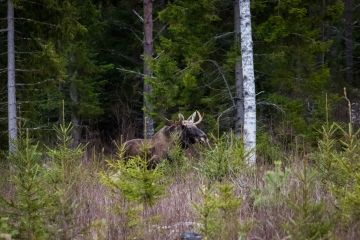 MTK:n mukaan metsästäjät päättävät osassa Suomea hirvikantatavoitteista itsevaltaisesti enemmistönsä turvin. (Kuvaaja: Mikael Laine)