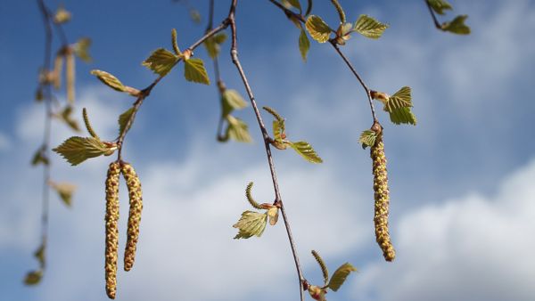 Rauduskoivun kukinta kuuluu kevääseen, mutta allergikoille se aiheuttaa harmia.  