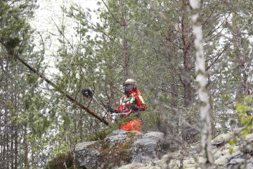 Kaatosade tekee jäkäläpeitteisistä kalliokumpareista todella liukkaita, mikä tuo sahaukseen ylimääräistä haastetta. Sahatessa sadetta ei juuri huomaa, mutta kun pysähtyy tauolle niin kylmä iskee nopeasti, Suvi Tasanko sanoo. (Kuvaaja: Sami Karppinen)