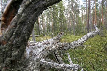 Kivijärvellä Keski-Suomessa sijaitseva vanhan metsän alue on suojeltu Metso-ohjelman avulla pysyvästi. (Kuvaaja: Sami Karppinen)
