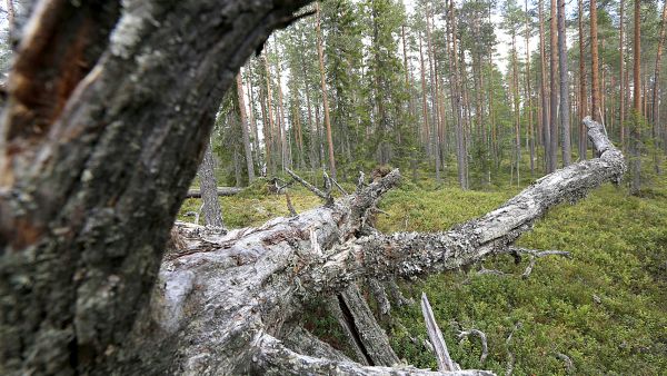 Kivijärvellä Keski-Suomessa sijaitseva vanhan metsän alue on suojeltu Metso-ohjelman avulla pysyvästi. (Kuvaaja: Sami Karppinen)