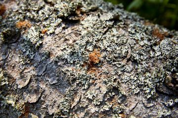 Pienet reiät ja ruskea puru paljastavat, että kirjanpainaja on pesiytynyt metsään.  (Kuvaaja: Seppo Samuli)