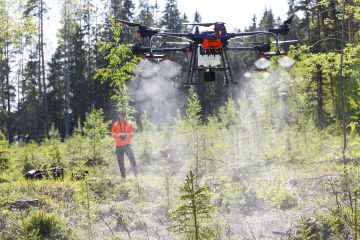Uusinta uutta metsänhoidossa: kuuset saavat booria Silvadrones Oy:n pienoiskopterilla. Taustalla operaattori Tomi Karjalainen. (Kuvaaja: Sami Karppinen)